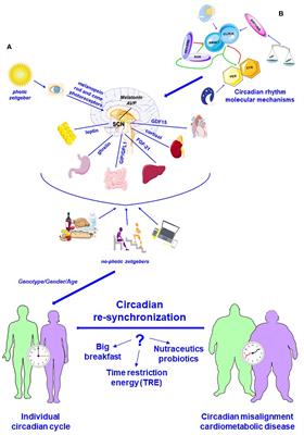 Chrono-communication and cardiometabolic health: The intrinsic relationship and therapeutic nutritional promises